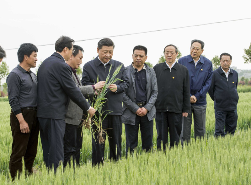 2016年4月25日下午，習(xí)近平在安徽滁州市鳳陽縣小崗村察看小麥長勢。左一為種糧大戶程夕兵。新華社記者 李學(xué)仁 攝